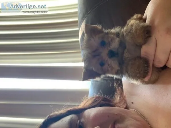 10 Week Old Male Teacup Yorkie