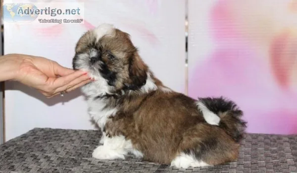 SHIH TZU puppies