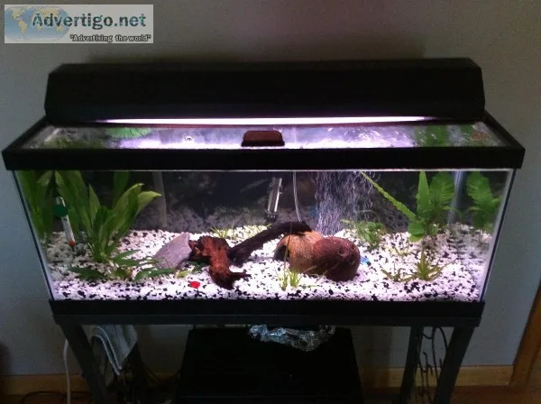 Twenty gal tank and stand