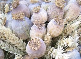 ORGANIC DRIED PAPAVER SOMNIFERUM PODSPOPPY PODS