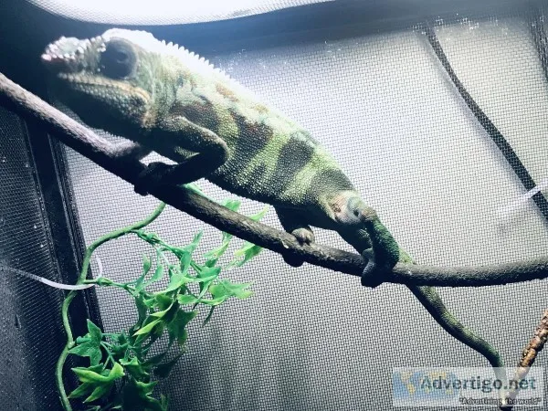 Rainbow Panther Chameleon