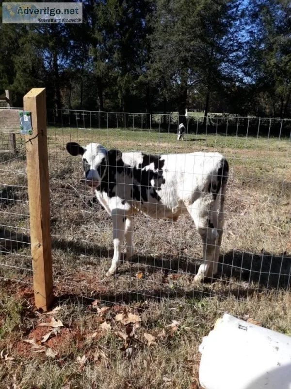 4  Holstein Steer Calves
