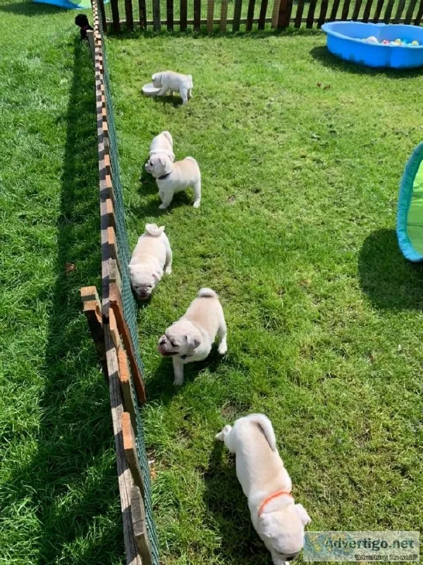 Johnny Super Adorable White Pug Puppies