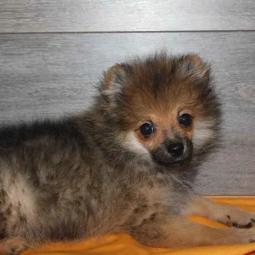 Pomeranian Puppies
