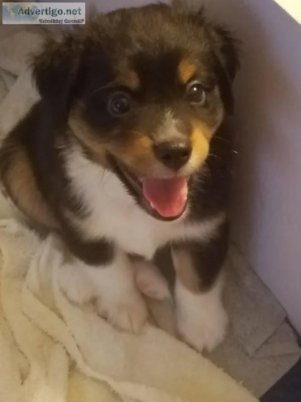 Perfect Toy Australian Shepherd (Aussie)