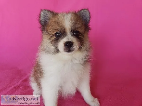 Pomeranian Female