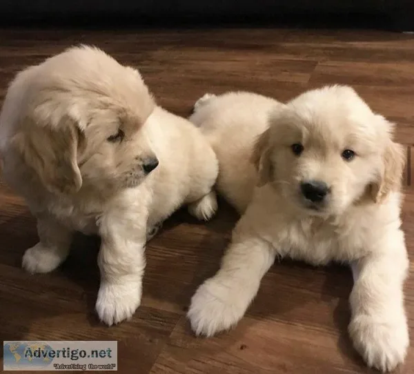 Golden retriever puppies