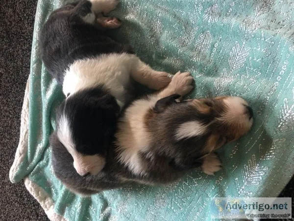 Shetland sheep puppys