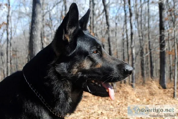 Select German Shepherds