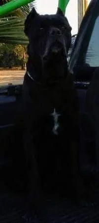 AKC and ICCF Registered Cane Corso Puppies