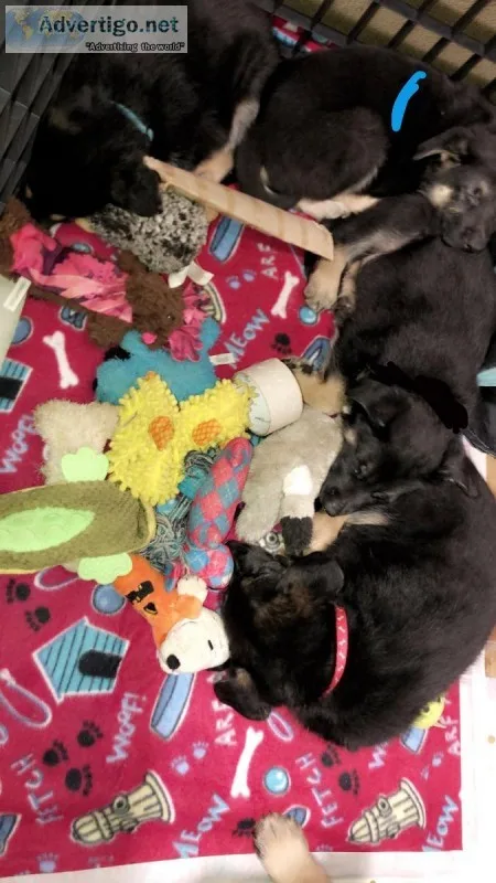 Purebred German Shepherd Puppies