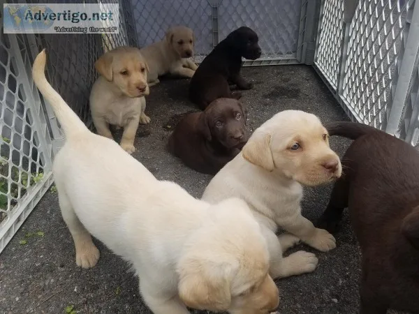 Chocolateyellow  Labradors