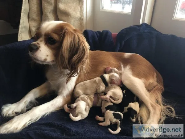 Cavalier Puppies CKC