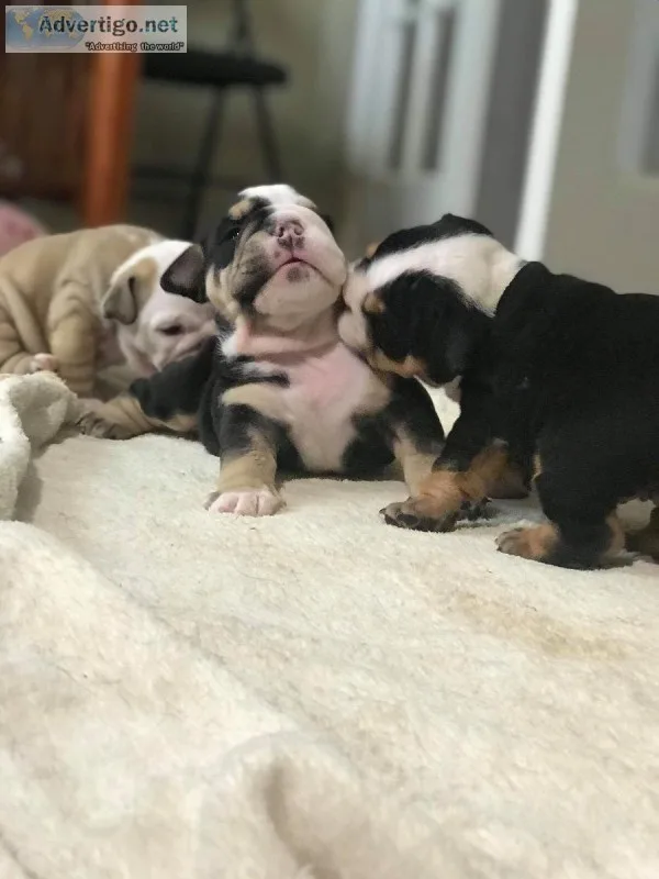 Newborn puppies English bulldogs
