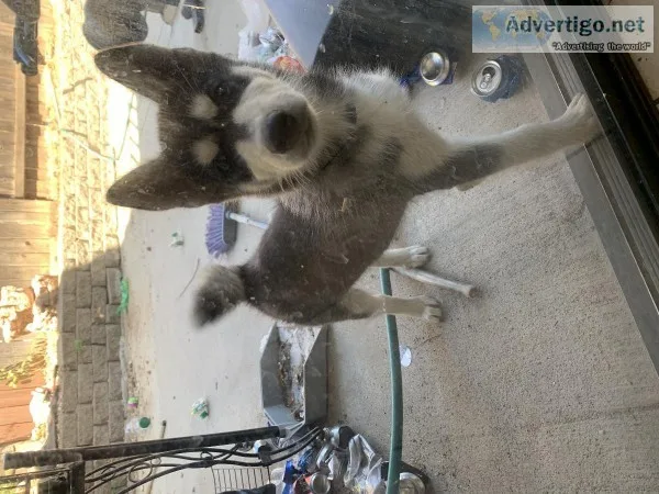 Husky puppy