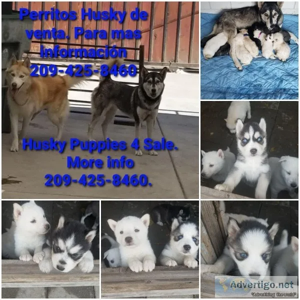 HUSKY S