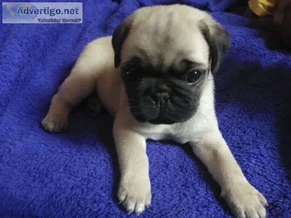 2 months old Male Pug for sale