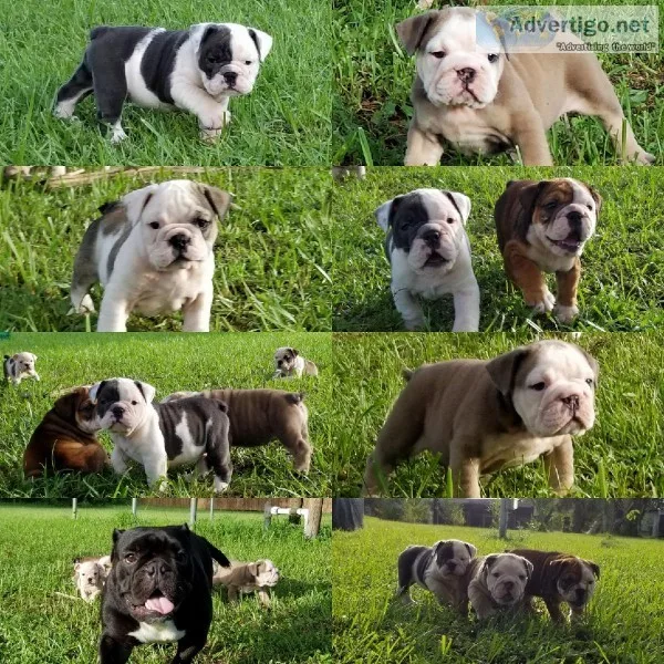 AKC Miniature BULLDOGS