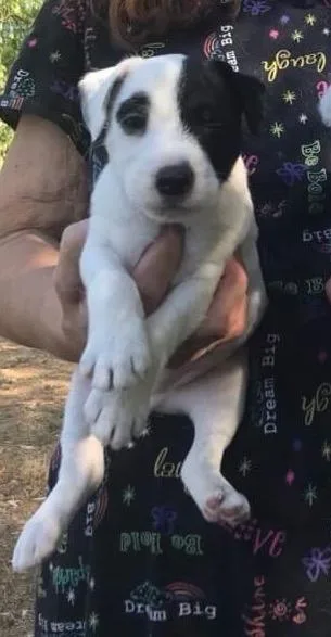 Stunning Jack Russell Terrier available