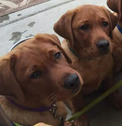 2 19-week Female Fox Red English Labrador Retrievers