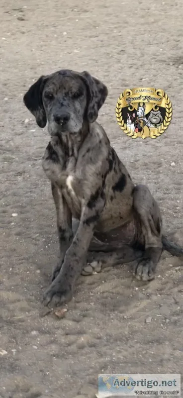 Rare Designer Mastiff