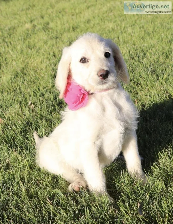 Tu-Tu Labradoodle