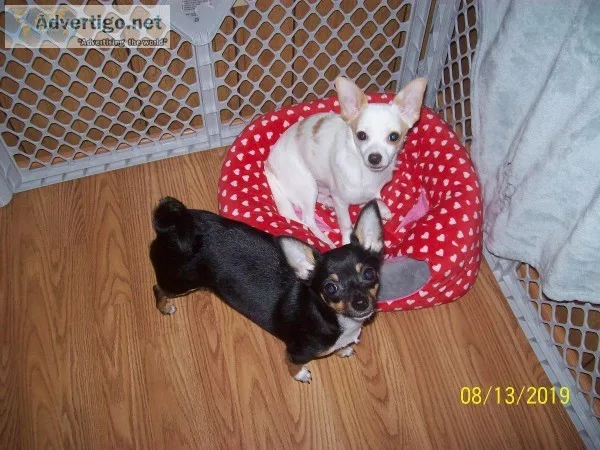 Two puppys for sale