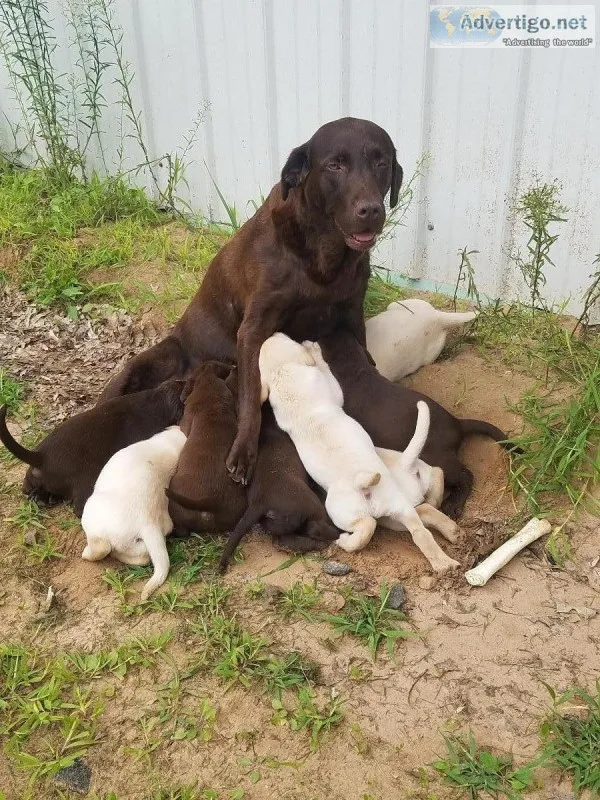 ChocolateYellow  Labradors