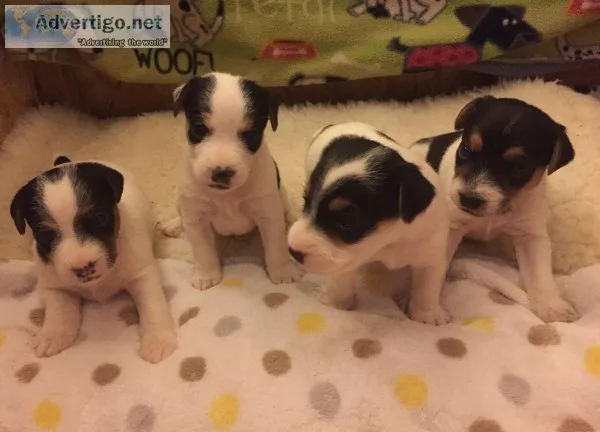 Jack Russell Terriers