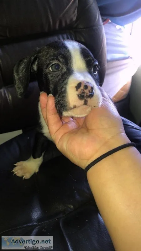 Bluenose Pitbull Boxer Puppies