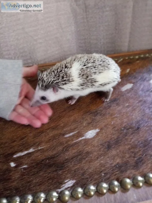 Hedgehogs