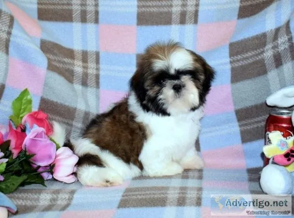 Shih Tzu Puppies-Champion Sired