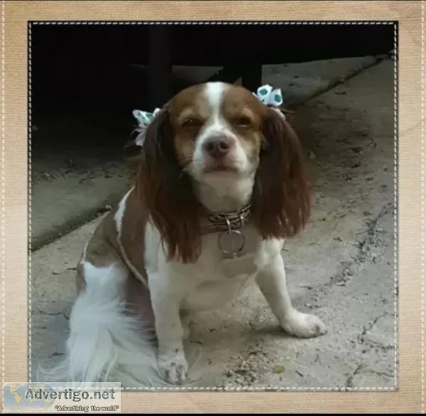 KING CAVALIER SPANIEL MIX and BLACK and WHITE PARTI COCKAPOO