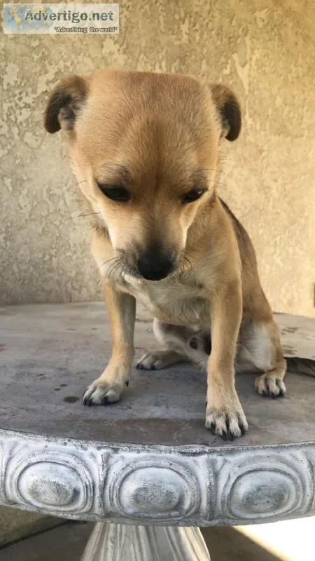 Mix Chihuahua and terrier puppy