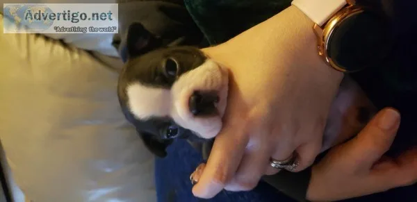 Boston terrier puppies