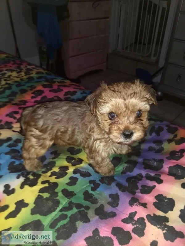 ADORABLE 8 WEEK  OLD YORKIECOCKAPOO