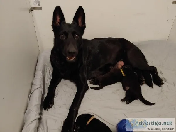AKC GERMAN SHEPHERD DOGS