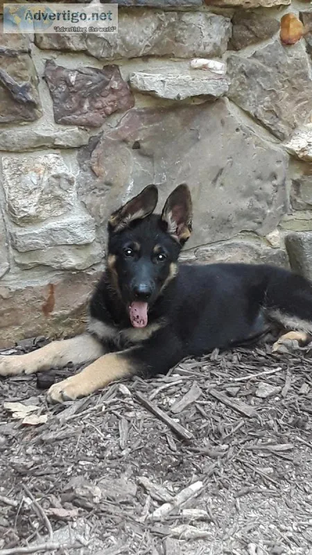 K9 German Shepherd Pups for Sale
