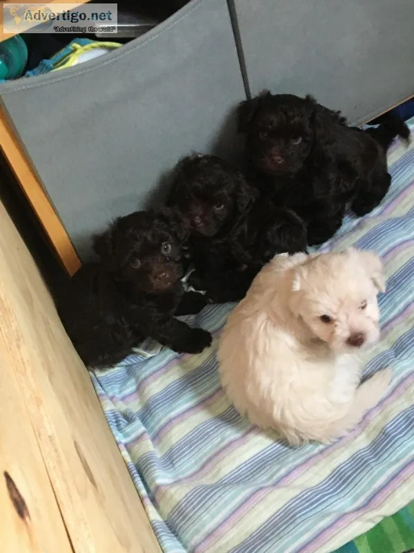 Havapoo Puppies for Sale