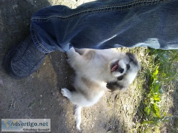 Pekingese