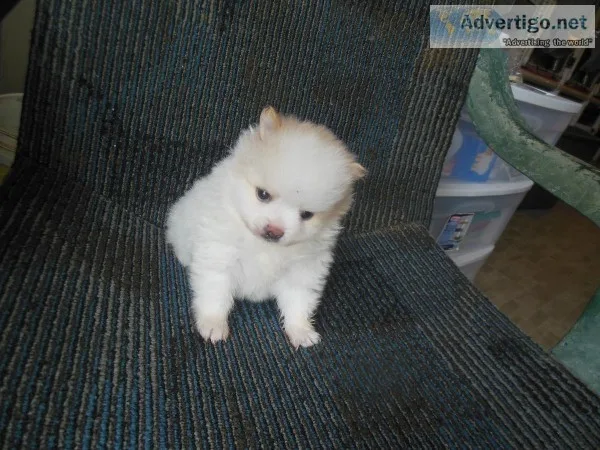 pomeranian puppy