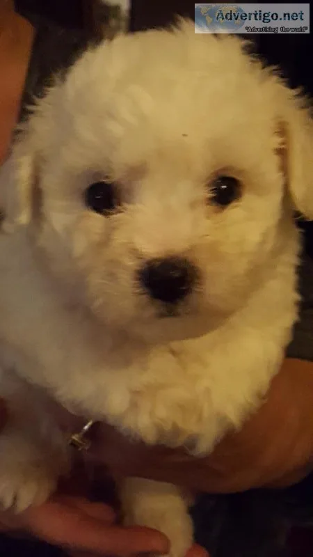 Bichon Frises