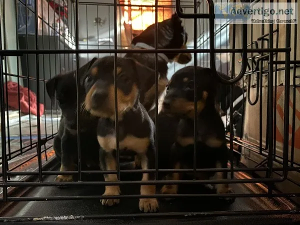Mini Doberman pincher