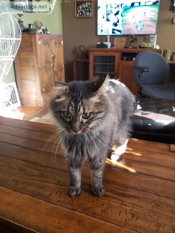 cat