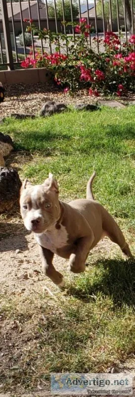 Blue fawn pitbull puppy