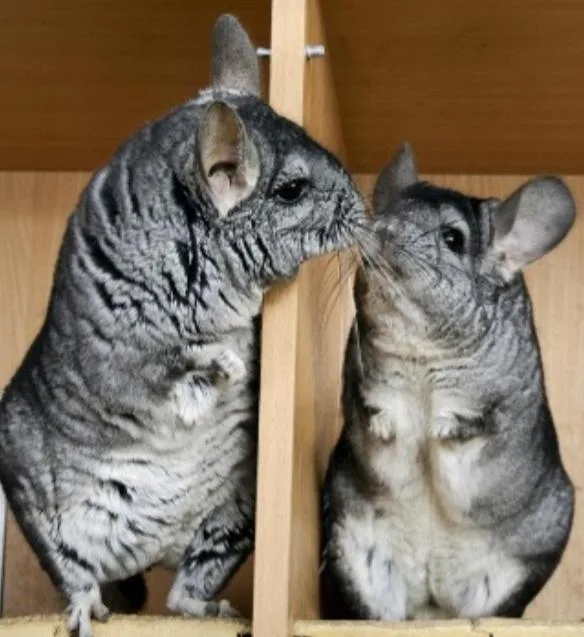 Chinchillas