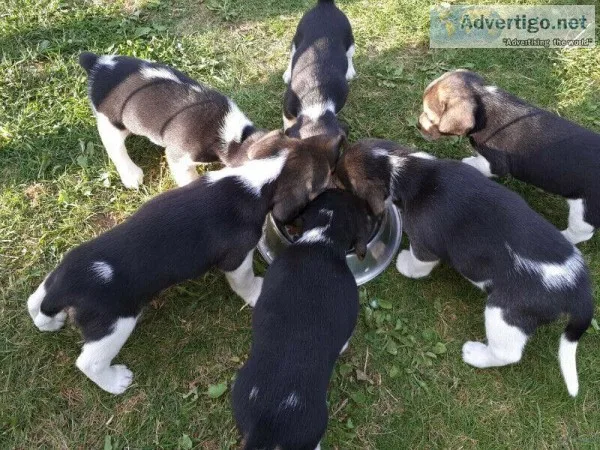 Rose Bows Tri-color Beagle Puppies for Rehoming