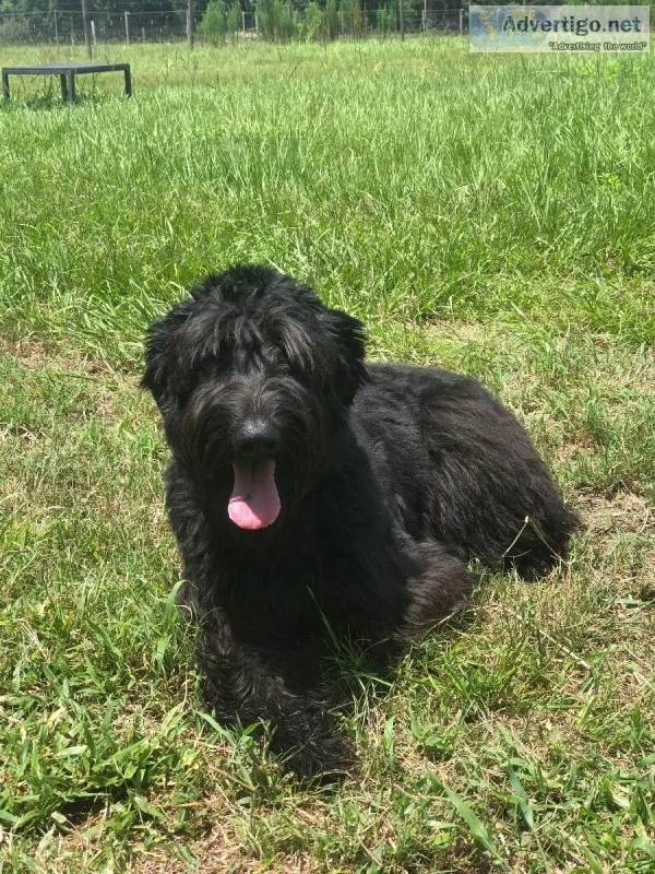 Female Giant Schnauzer