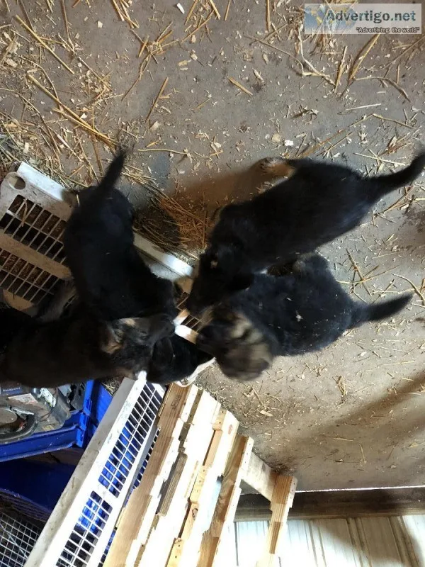 German Shepherd puppies