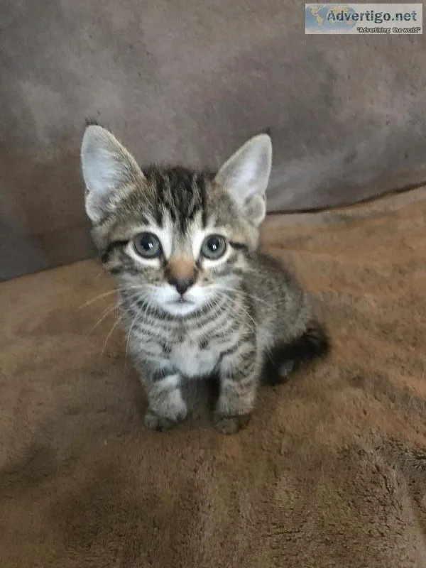 Twin Tabby kittens need a loving family